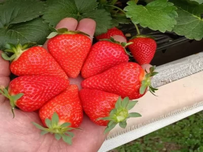 STRAWBERRY GREENHOUSE