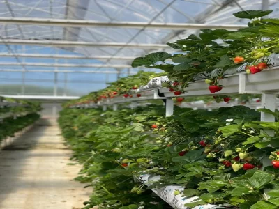 STRAWBERRY GREENHOUSE
