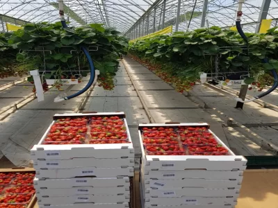 STRAWBERRY GREENHOUSE