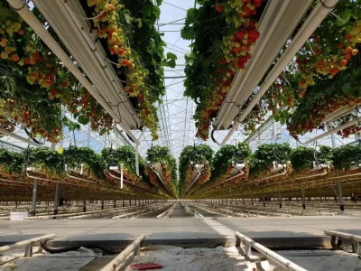 STRAWBERRY GREENHOUSE