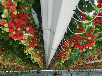 STRAWBERRY GREENHOUSE