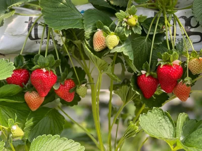 STRAWBERRY GREENHOUSE