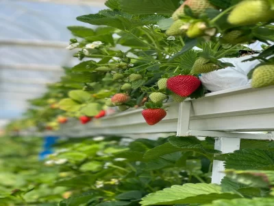 STRAWBERRY GREENHOUSE