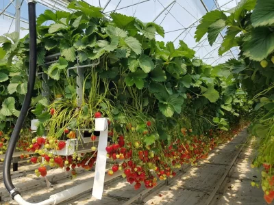 STRAWBERRY GREENHOUSE