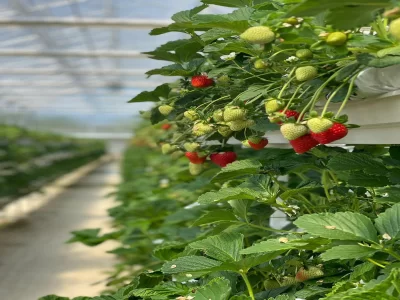 STRAWBERRY GREENHOUSE