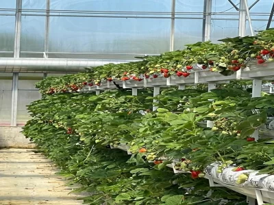 STRAWBERRY GREENHOUSE