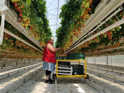 STRAWBERRY GREENHOUSE
