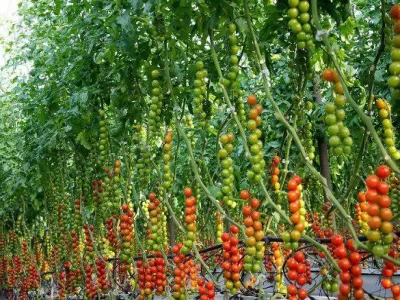 MODERN TOMATO GREENHOUSE