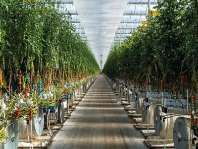 MODERN TOMATO GREENHOUSE