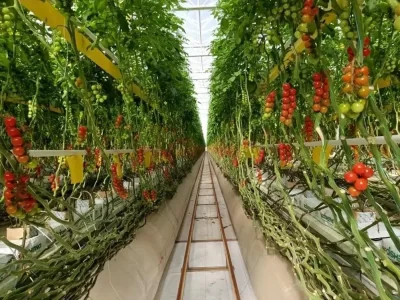 MODERN TOMATO GREENHOUSE