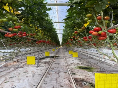 MODERN TOMATO GREENHOUSE