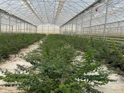 MODERN YABANMERSİNİ