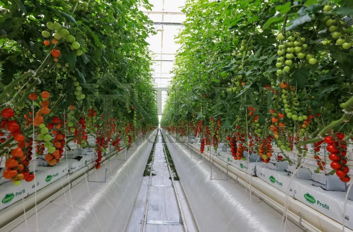 MODERN DOMETES SERASI