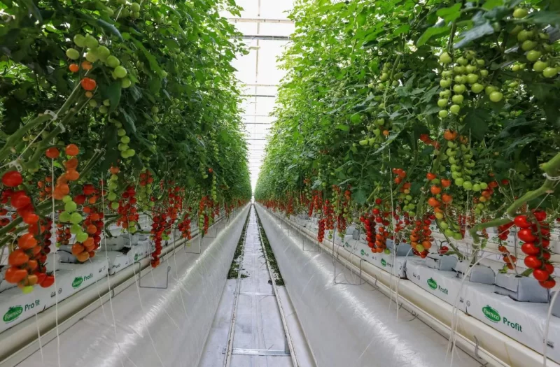 MODERN DOMETES SERASI